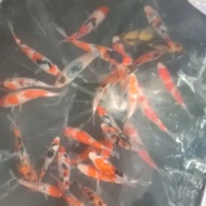 bibit ikan koi blitar 5-6cm paket 10 langsung petani