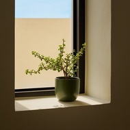 銀杏木 | 生日賀禮 室內盆栽 發財樹