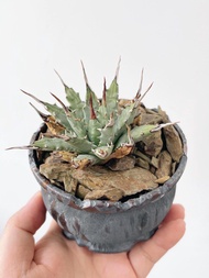 曲刺妖炎｜Agave utahensis var. eborispina