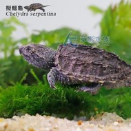 【AC草影】擬鱷龜【一隻】FDB01027