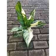 Sindo - Aglaonema Commutatum Variegated Live Plant V4Q5HJFRVF