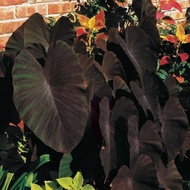 COLOCASIA BLACK MAGIC