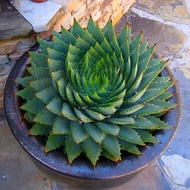 Aloe Vera Seeds Rare Herb Seeds Cosmetic Bonsai Succulent Plants Garden Seeds