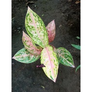 ✕▲Aglaonema Chinese Evergreen Indoor Live Plants