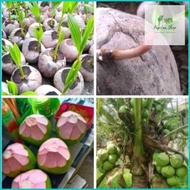 Bibit kelapa wulung asli/bibit kelapa wulung hibrida Berkualitas