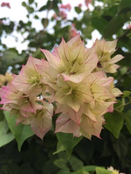Bougainvillea (Yi Jin, double white and red) with a small Vivi, please see the baby details.