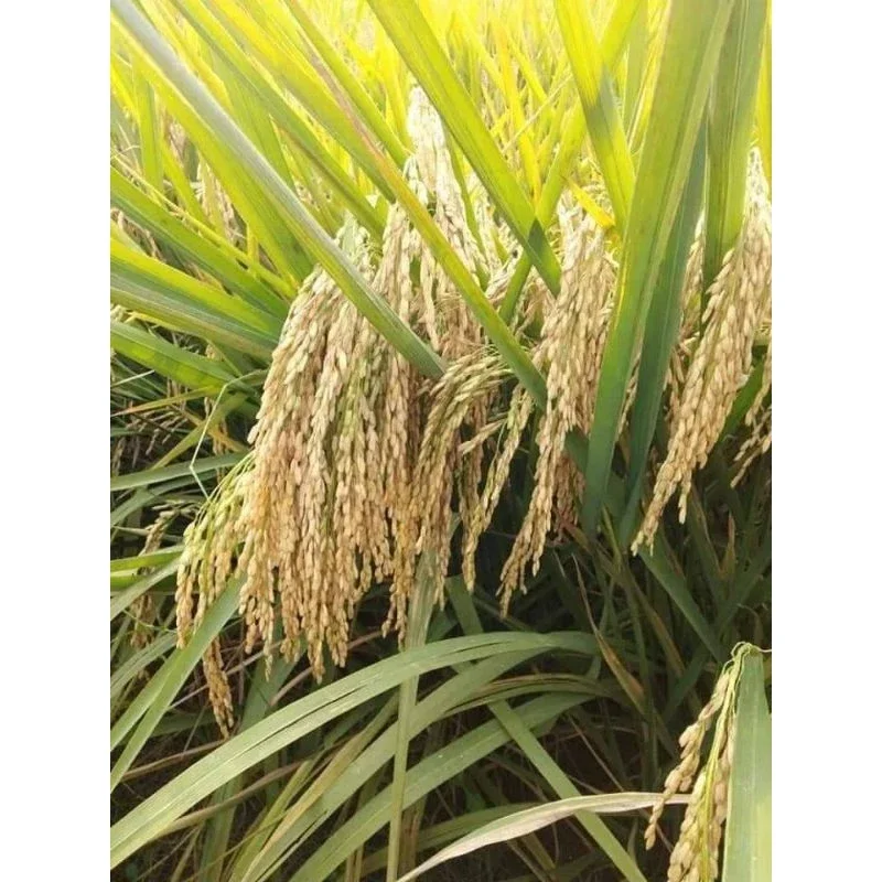 benih padi cibatu 06 kemasan 5kg