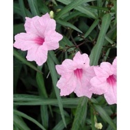 Cutting keratan batang Ruellia pink, ruellia ungu dan ruellia putih makanan kelulut