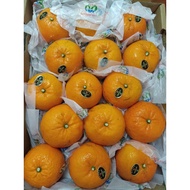 恭喜发财 新年 CNY 2021 [7KG 沃柑*M/L/XL/XXL SIZE]又甜😋又多汁🍊 #柑 #芦柑 #砂糖桔 #沃柑 #椪柑 #潮州柑 #LIMAU #MANDARIN # ORANGE 
