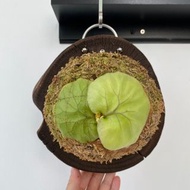 亞洲猴腦鹿角蕨 Platycerium ridleyi