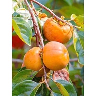 Anak pokok pisang kaki / persimmon
