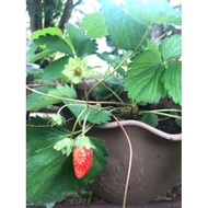 Anak Pokok Strawberry JSC (Tanah rendah/Lowland)
