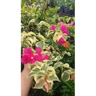 Bougainvillea  Dwarf Grafted Variegated Bougainvillea Hybrid 2 Colors in 1
