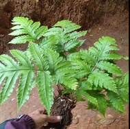 Tanaman hias pakis hutan unikk langka