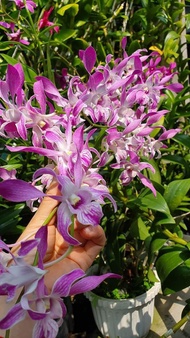 Hoa lan denro nắng kinh 3