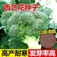 现货西兰花种子花椰菜绿宝石松花菜种原装四季蔬菜种子大全菜种子Broccoli seeds, cauliflower, Emerald, and romanesco seeds.20260412