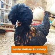 ayam Poland jambul khatulistiwa betina dewasa siap ternak
