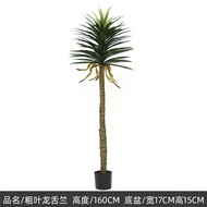 Dracaena Marginata ต้นจันทร์ผา ต้นไม้มงคลปลอม ต้นดราแคน่า 130/160 ซม ต้นไม้เสมือนจริง ของตกแต่งภายใน