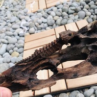 Red eye crocodile skink