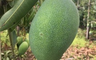 【屏東枋山 自然熟成黑香芒果5斤裝(8~9粒)x2箱】有花香與蜜香的烏香芒果