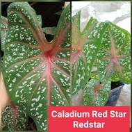 [Keladi Murah Viral] - Caladium Red Star Redstar