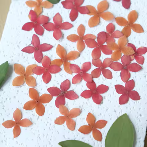 100pcs Pressed Dried Ixora Chinensis Lam. Flower Plant Herbarium For Jewelry Postcard Bookmark Phone
