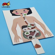 LAHOMIA Human Digestive System Model, Body Parts Simulation, Early Education, Organs, 3D Puzzle, Hum