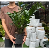 90s Greenovation live plant Prosperity Zamioculcas Zamifolia / ZZ Plant 金钱/摇钱树 (P210)
