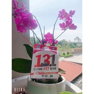 SUFIX 131 nano 300m submersible fishing umbrella