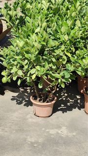 香水檸檬樹果樹｜綠植盆栽植物庭院公園綠地景觀