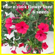 เมล็ดพันธุ์ ดอกบานเย็น สีม่วง Rose Four Oclock Flower Seed - งอกง่าย 6เมล็ด/ซอง Red Flower Seeds for Planting Flowering Plants Seeds Garden Flowers Decoration ต้นไม้มงคล บอนสี ไม้ประดับ บอนสีพันหายาก ดอกไม้ปลูก แต่งบ้านและสวน เมล็ดดอกไม้ เมล็ดบอนสี