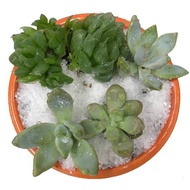 Succulent Arrangement in Orange Pot