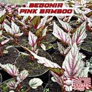Tanaman Hias Bunga Begonia Pink Bamboo Begonia Bambu Pink