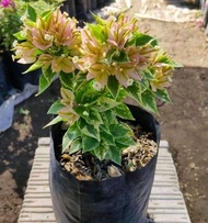 Bibit Bugenvil Singapur Variagata Kuning ORIAN / Bougenville Singapore Varigata Kuning Murah