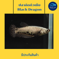 ปลากัด แบล็ก ดราก้อน ตัวเมีย พร้อมรัด ไข่แน่น ปลากัดสวยงาม Black dragon มีประกันสินค้า