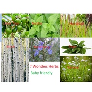 7 Wonders Liquid Herb Extract (Paraben Free)