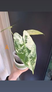 斑葉絨葉觀音蓮/白錦綠天鵝絨海芋/ Alocasia ‘Frydek’ Variegata