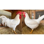 Original white leghorn hatching eggs