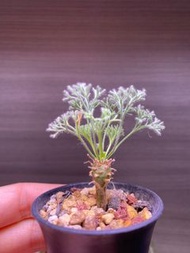 賣約0.8CM白皮月界