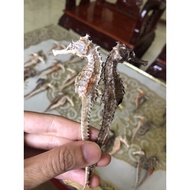 1 Pair Of Dried Seahorse - Sea Horse With Size 9-13cm-Large