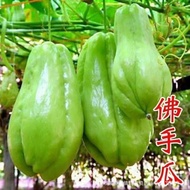 现货///佛手瓜种子籽带芽佛手瓜种子大全新鲜扶手瓜树耐寒菜苗四季生菜种Chayote seeds with buds chayote seeds20250930