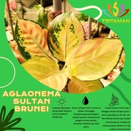 Aglonema Sultan Brunei / Aglaonema Sp Kuning Emas