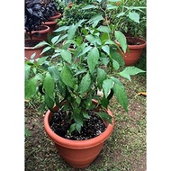 anak pokok cili padi