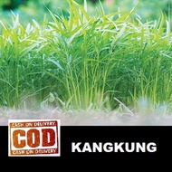 60 Bibit / Benih / Biji Kangkung - Mudah Tumbuh - bibit sayur - kangkung darat Kangkung besar / kang