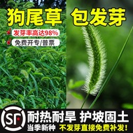 Herb Seeds Herb Seeds Weed Seeds Weed Seeds Herb Seeds Dry-Resistant Greening Ornamental Grass Seeds