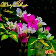 SALE!!! CUTTINGS ONLY!! with 🆓 (Rare Bougainvillea Cuttings)