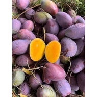 Thai purple mango seedling