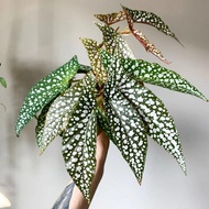 tanaman begonia white ice / begonia maya