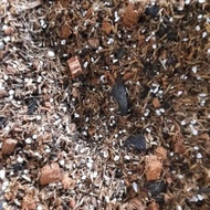 READY SOIL POTING MIX /AROID MIX