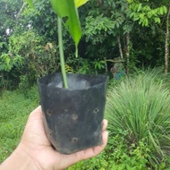 anak pokok sacha inchi